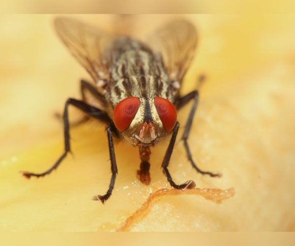 Pest Control for Flies, Flies Control Service