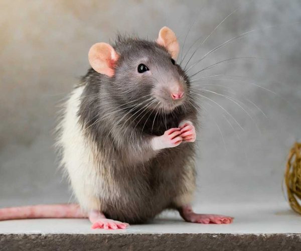 Rodent Control Service | Pest Control Service for Rodents