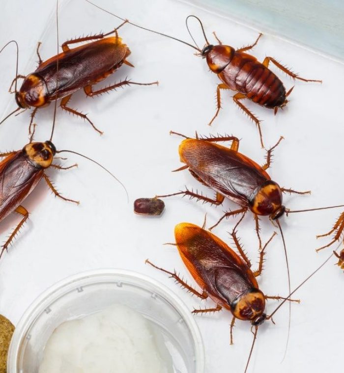 cockroaches-on-plate-image